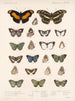 Insekter Lepidoptera Rhopalocères Pl 025 - Frederick Du Cane Godman — visning af kunstværket