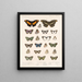 Insekter Lepidoptera Rhopalocères Pl 025 - Frederick Du Cane Godman — indrammet kunstværk på væggen