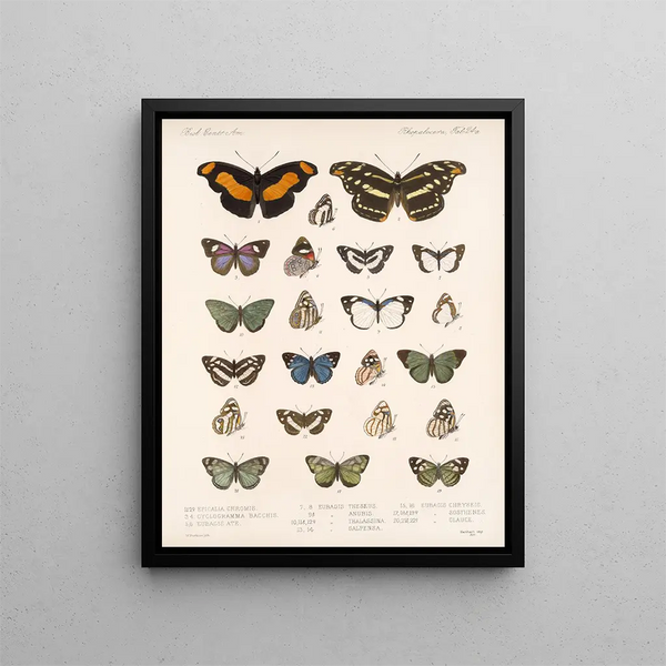 Insekter Lepidoptera Rhopalocères Pl 025 - Frederick Du Cane Godman — indrammet kunstværk på væggen
