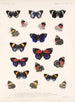 Insekter Lepidoptera Rhopalocères Pl 026 - Frederick Du Cane Godman — visning af kunstværket