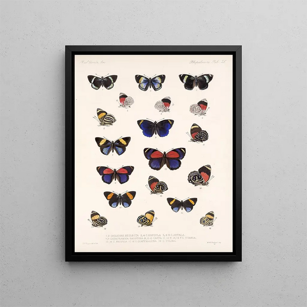 Insekter Lepidoptera Rhopalocères Pl 026 - Frederick Du Cane Godman — indrammet kunstværk på væggen