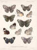 Insekter Lepidoptera Rhopalocères Pl 027 - Frederick Du Cane Godman — visning af kunstværket