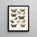 Insekter Lepidoptera Rhopalocères Pl 027 - Frederick Du Cane Godman — indrammet kunstværk på væggen