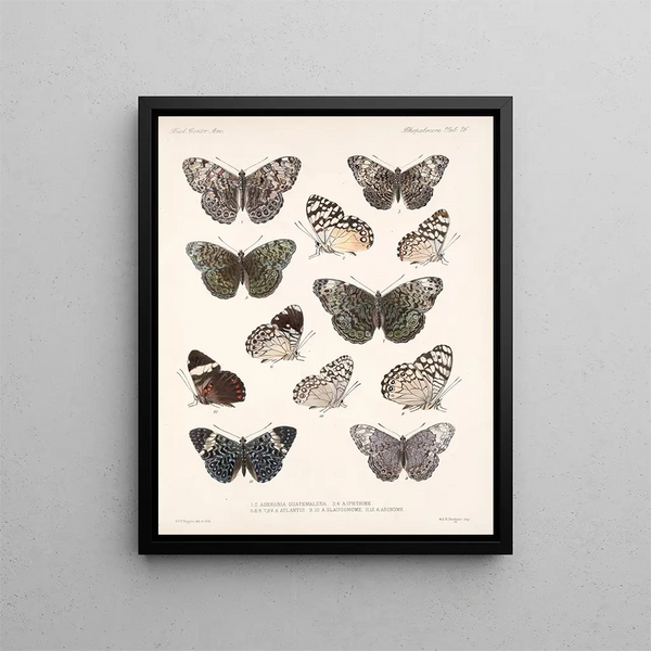 Insekter Lepidoptera Rhopalocères Pl 027 - Frederick Du Cane Godman — indrammet kunstværk på væggen