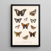 Insecta Lepidoptera Rhopalocera Pl 028 - Frederick DuCane Godman — indrammet kunstværk på væggen