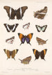 Insecta Lepidoptera Rhopalocera Pl 028 - Frederick DuCane Godman — visning af kunstværket