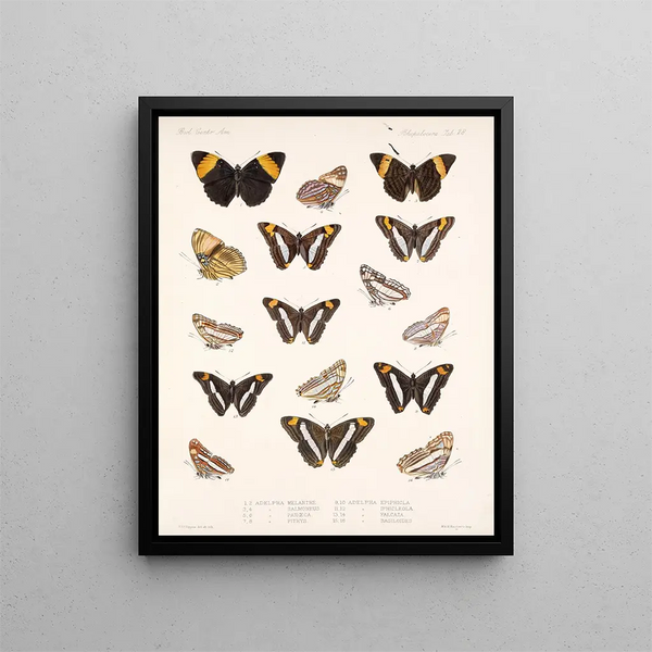 Insekter Lepidoptera Rhopalocères Pl 029 - Frederick Du Cane Godman — indrammet kunstværk på væggen