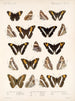 Insekter Lepidoptera Rhopalocères Pl 030 - Frederick Du Cane Godman — visning af kunstværket