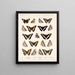 Insekter Lepidoptera Rhopalocères Pl 030 - Frederick Du Cane Godman — indrammet kunstværk på væggen