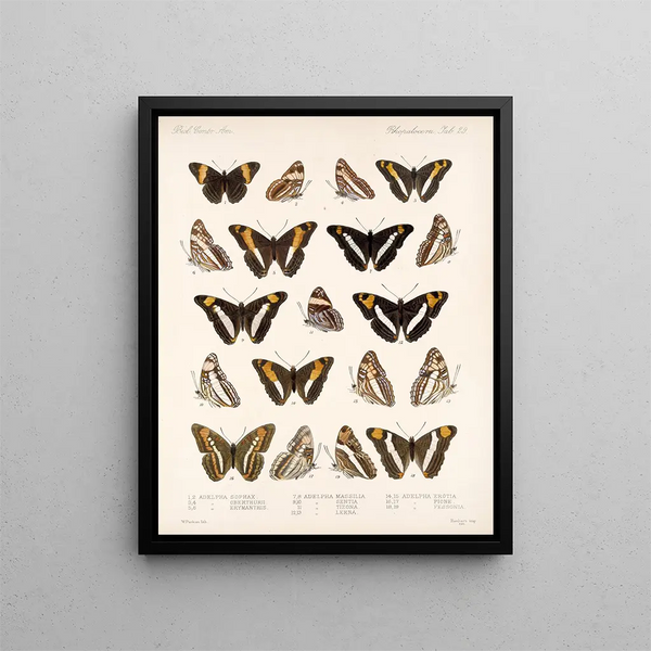 Insekter Lepidoptera Rhopalocères Pl 030 - Frederick Du Cane Godman — indrammet kunstværk på væggen