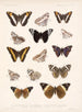 Insekter Lepidoptera Rhopalocères Pl 031 - Frederick Du Cane Godman — visning af kunstværket