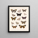 Insekter Lepidoptera Rhopalocères Pl 031 - Frederick Du Cane Godman — indrammet kunstværk på væggen
