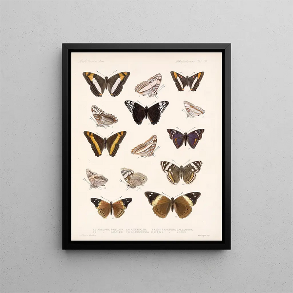 Insekter Lepidoptera Rhopalocères Pl 031 - Frederick Du Cane Godman — indrammet kunstværk på væggen