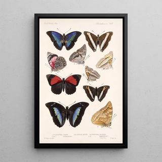 Frederick DuCane Godman - Insecta LepidopteraRhopalocera Pl 032.webp