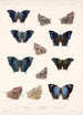 Insecta Lepidoptera Rhopalocera Pl 033 - Frederick DuCane Godman — visning af kunstværket