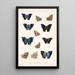 Insecta Lepidoptera Rhopalocera Pl 033 - Frederick DuCane Godman — indrammet kunstværk på væggen