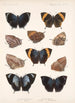 Insecta Lepidoptera Rhopalocera Pl 034 - Frederick DuCane Godman — visning af kunstværket