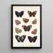 Insecta Lepidoptera Rhopalocera Pl 034 - Frederick DuCane Godman — indrammet kunstværk på væggen
