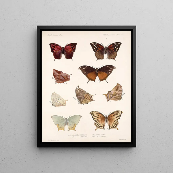 Insekter Lepidoptera Rhopalocères Pl 036 - Frederick DuCane Godman — indrammet kunstværk på væggen