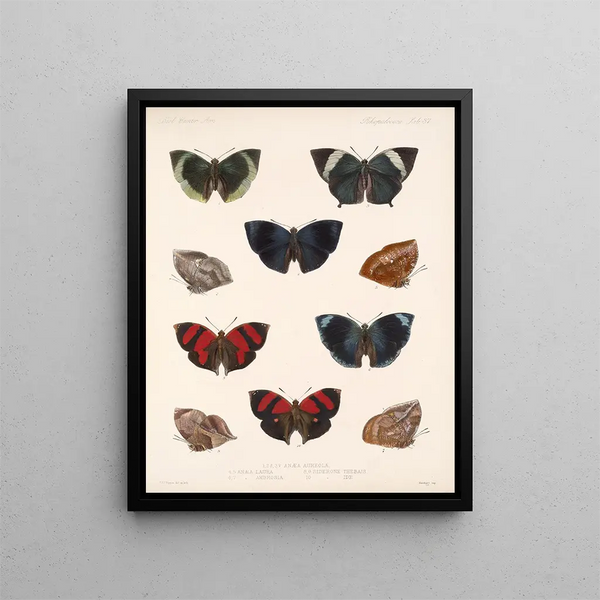 Insekter Lepidoptera Rhopalocères Pl 038 - Frederick DuCane Godman — indrammet kunstværk på væggen