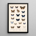 Insecta Lepidoptera Rhopalocera Pl 039 - Frederick DuCane Godman — indrammet kunstværk på væggen