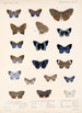 Insecta Lepidoptera Rhopalocera Pl 039 - Frederick DuCane Godman — visning af kunstværket