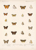 Insecta Lepidoptera Rhopalocera Pl 040 - Frederick DuCane Godman — visning af kunstværket