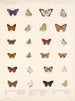 Insekter Lepidoptera Rhopalocères Pl 041 - Frederick DuCane Godman — visning af kunstværket