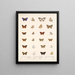 Insekter Lepidoptera Rhopalocères Pl 041 - Frederick DuCane Godman — indrammet kunstværk på væggen