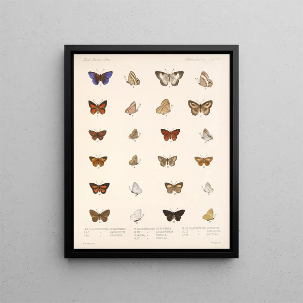 Insekter Lepidoptera Rhopalocères Pl 041 - Frederick DuCane Godman — indrammet kunstværk på væggen