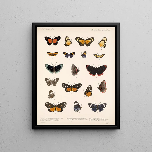 Insekter Lepidoptera Rhopalocères Pl 042 - Frederick DuCane Godman — indrammet kunstværk på væggen