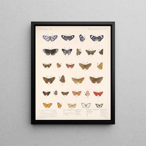 Insekter Lepidoptera Rhopalocères Pl 043 - Frederick DuCane Godman — indrammet kunstværk på væggen