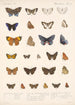 Insecta Lepidoptera Rhopalocera Pl 044 - Frederick DuCane Godman — visning af kunstværket