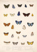 Insecta Lepidoptera Rhopalocera Pl 045 - Frederick DuCane Godman — visning af kunstværket