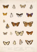 Insecta Lepidoptera Rhopalocera Pl 046 - Frederick DuCane Godman — visning af kunstværket