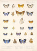 Insecta Lepidoptera Rhopalocera Pl 047 - Frederick DuCane Godman — visning af kunstværket