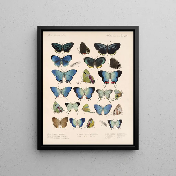 Insekter Lepidoptera Rhopalocères Pl 049 - Frederick DuCane Godman — indrammet kunstværk på væggen