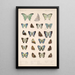 Insecta Lepidoptera Rhopalocera Pl 050 - Frederick DuCane Godman — indrammet kunstværk på væggen