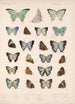 Insecta Lepidoptera Rhopalocera Pl 050 - Frederick DuCane Godman — visning af kunstværket