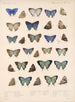 Insecta Lepidoptera Rhopalocera Pl 051 - Frederick DuCane Godman — visning af kunstværket