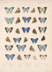 Insecta Lepidoptera Rhopalocera Pl 052 - Frederick DuCane Godman — visning af kunstværket