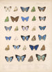 Insecta Lepidoptera Rhopalocera Pl 053 - Frederick DuCane Godman — visning af kunstværket