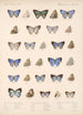 Insecta Lepidoptera Rhopalocera Pl 054 - Frederick DuCane Godman — visning af kunstværket