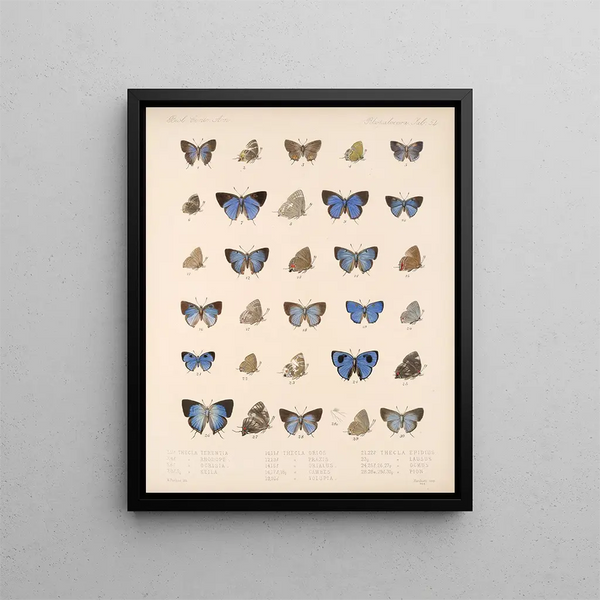 Insekter Lepidoptera Rhopalocères Pl 055 - Frederick DuCane Godman — indrammet kunstværk på væggen