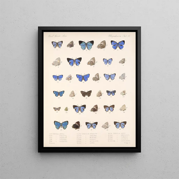 Insekter Lepidoptera Rhopalocères Pl 056 - Frederick DuCane Godman — indrammet kunstværk på væggen