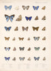 Insecta Lepidoptera Rhopalocera Pl 057 - Frederick DuCane Godman — visning af kunstværket