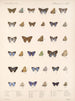 Insekter Lepidoptera Rhopalocères Pl 058 - Frederick DuCane Godman — visning af kunstværket