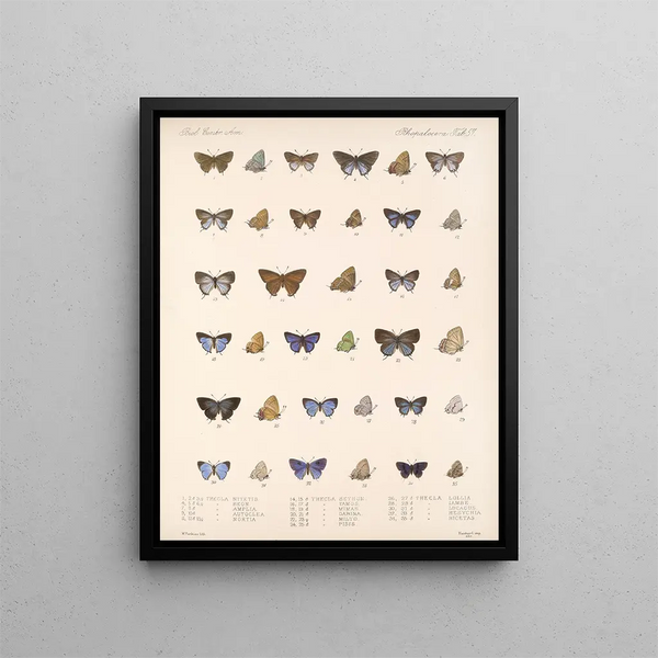Insekter Lepidoptera Rhopalocères Pl 058 - Frederick DuCane Godman — indrammet kunstværk på væggen