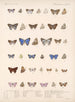 Insekter Lepidoptera Rhopalocères Pl 059 - Frederick DuCane Godman — visning af kunstværket