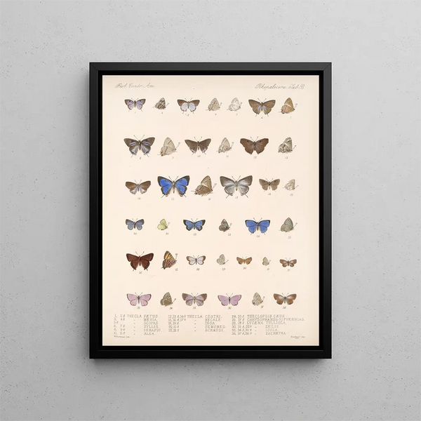 Insekter Lepidoptera Rhopalocères Pl 059 - Frederick DuCane Godman — indrammet kunstværk på væggen